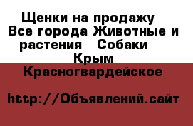 Щенки на продажу - Все города Животные и растения » Собаки   . Крым,Красногвардейское